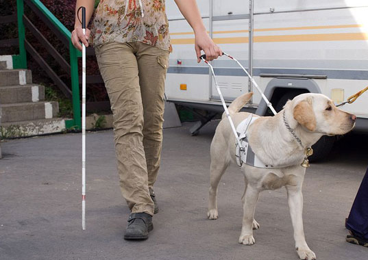 σκυλος οδηγος τυφλων